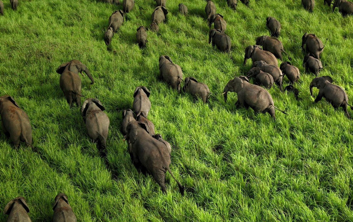 Garamba & The Northern Savannas